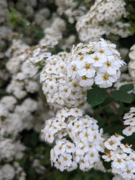 Bahçede beyaz çiçekler