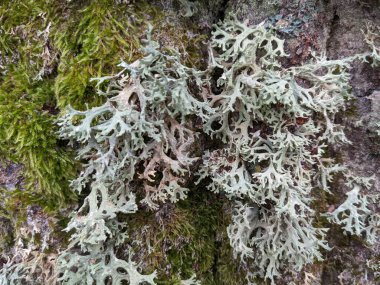 Yosun kaplı ağaç gövdesi dokusu