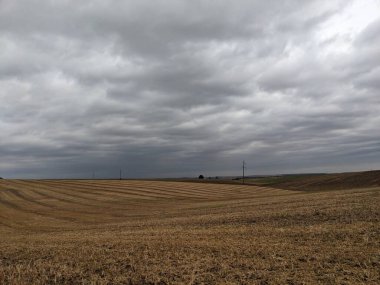 Ağacı ve buğday tarlası olan güzel bir manzara.