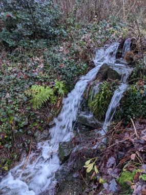 Ormanda güzel bir şelale