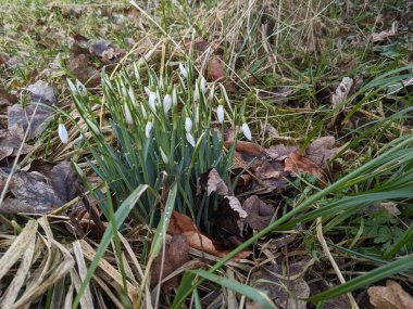 Bahar kardelen çiçek orman.