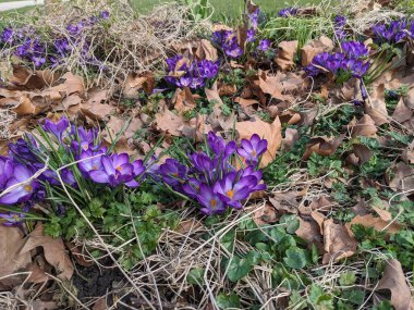 Bahçede güzel bahar çiçekleri