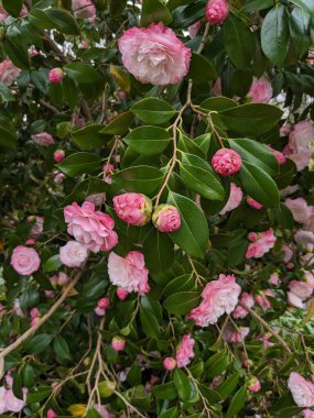 Güzel botanik fotoğrafı, doğal duvar kağıdı.
