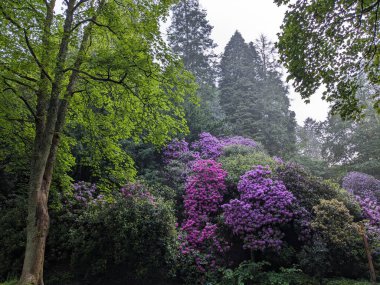 Güzel botanik fotoğrafı, doğal duvar kağıdı.