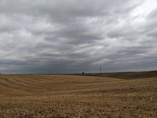Ağacı ve buğday tarlası olan güzel bir manzara.