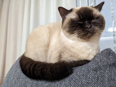 Kedi kanepede uyuyor.