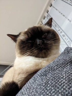 Kedi kanepede uyuyor.