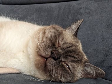 Kanepede uyuyan kedi