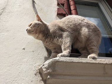 Pencerede oturan kedi