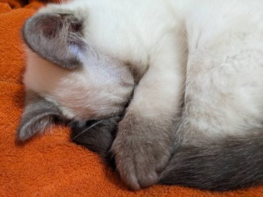 Yatakta uyuyan sevimli kedi yavrusu