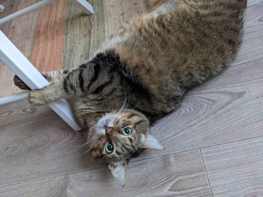 Yerde yatan sevimli kedi.