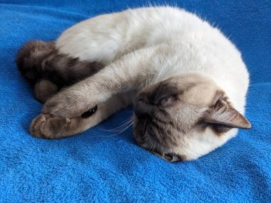 kedi yatakta yatıyor.