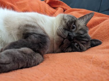 Yatakta uzanmış sevimli bir kedi.