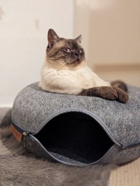 Kedi kanepede yatıyor.