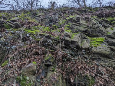 Ormanın güzel manzarası