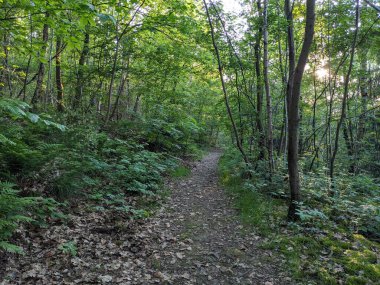 Ormanda bir patika