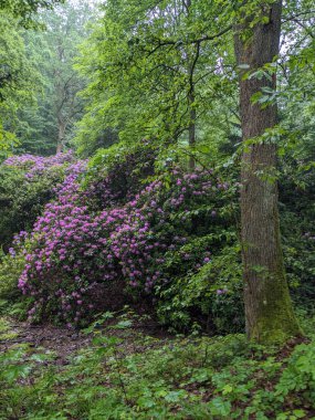Parktaki çiçek açan leylak çalısının güzel bir görüntüsü.