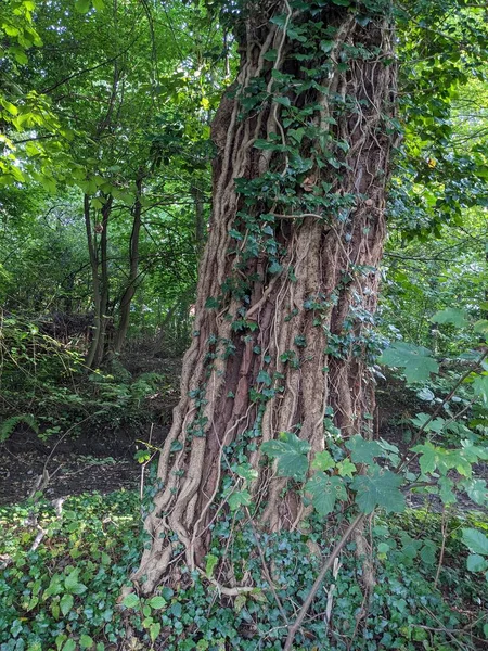 Parkta yosunlu bir ağaç