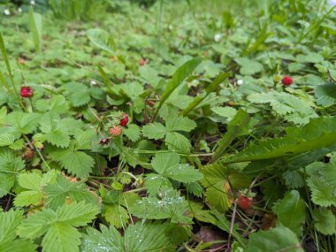 bahçede çilek Çilek