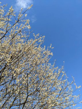 Güzel botanik fotoğrafı, doğal duvar kağıdı.