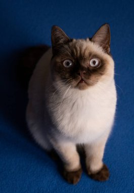 Açık renkli kürkü ve kulaklarında, yüzünde ve pençelerinde koyu noktalar olan bir kedi mavi bir yüzeye oturur.