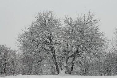 Karla kaplı ağaç.