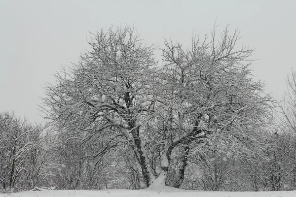 Karla kaplı ağaç.