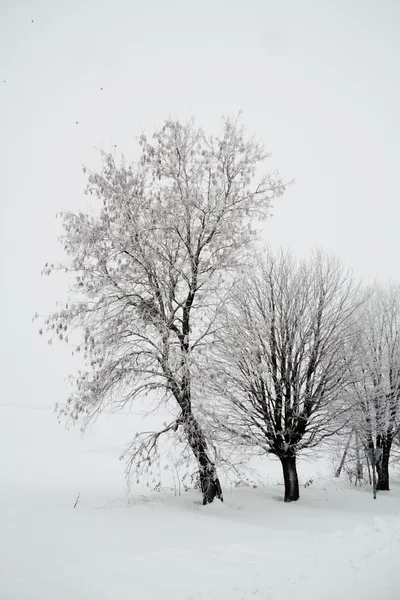Trees covered with snow — Stock Photo, Image