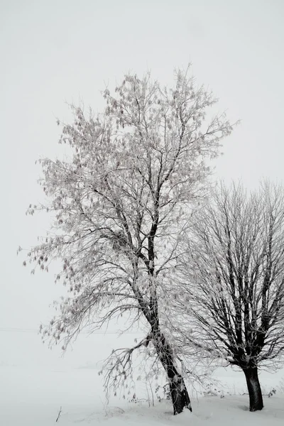 Kış sabah peyzaj — Stok fotoğraf