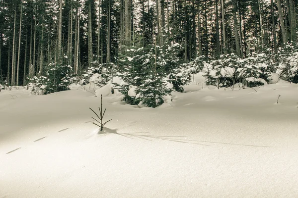 Wintermorgen im Wald — Stockfoto