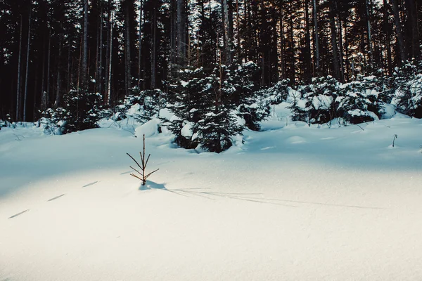 Inverno foresta mattina — Foto Stock