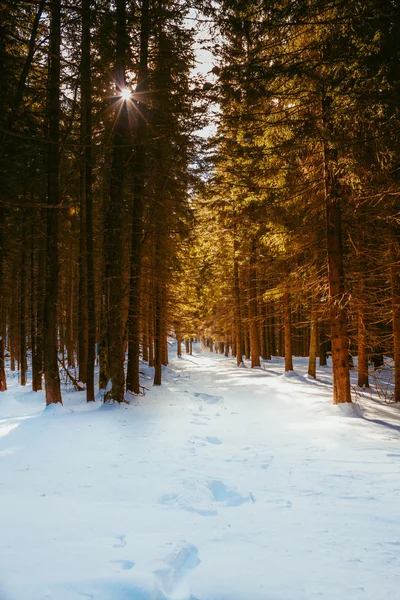 Manhã de inverno na floresta — Fotografia de Stock