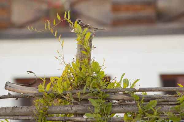 Sperling auf dem Holzzaun — Stockfoto