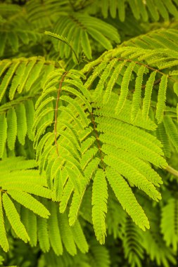 Sofora japonica - Pagoda ağaç