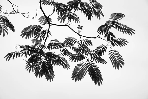 Sofora japonica - Pagoda ağaç — Stok fotoğraf