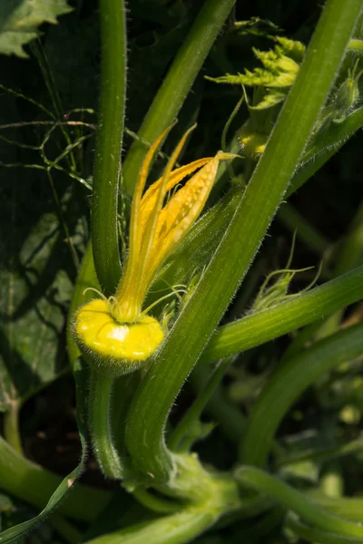 Patisson fleur sur la croissance — Photo