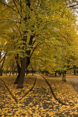Renkli sonbahar/Kasım