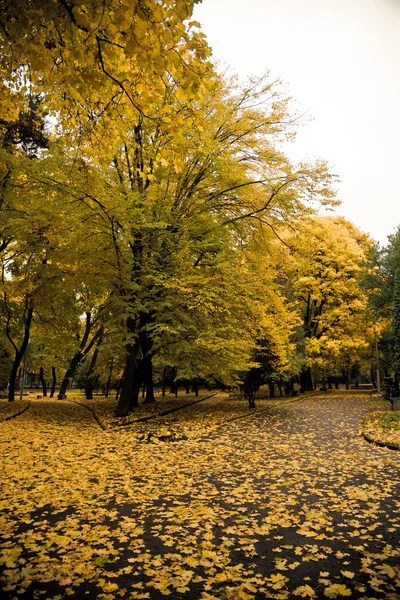 Colorido otoño / noviembre —  Fotos de Stock