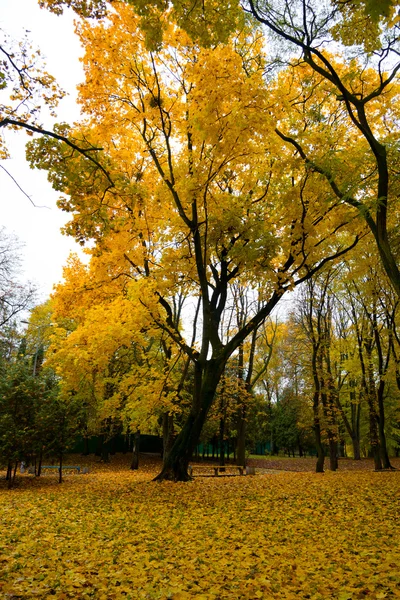 Colorido otoño / noviembre —  Fotos de Stock