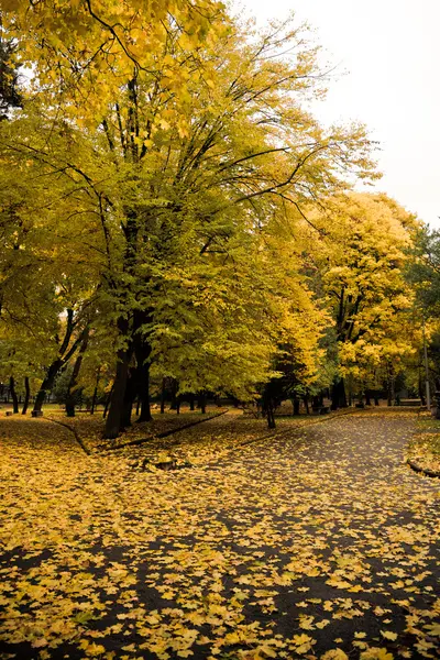 Colorido otoño / noviembre —  Fotos de Stock