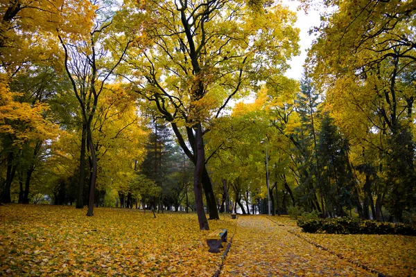 Kolorowa jesień/listopada — Zdjęcie stockowe