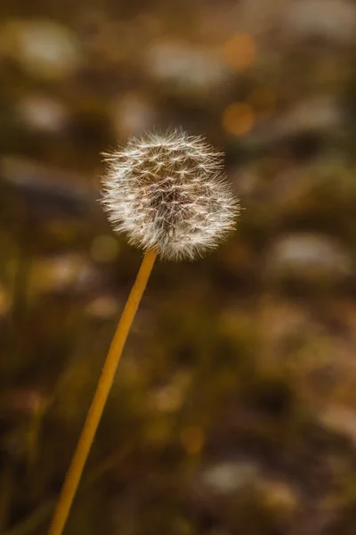 Taraxacum officinale flor —  Fotos de Stock