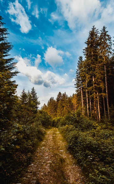 Дорога через лес, Карпаты — стоковое фото