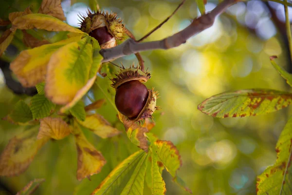 Chestnut tree  in the park — Stock Photo, Image