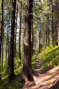 Karpatlar dağlar, Ukrayna