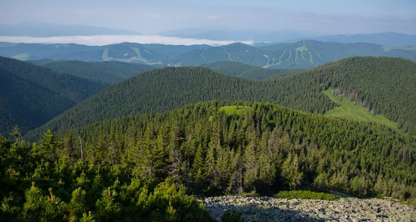 Mountains with pine trees — Stock Photo, Image