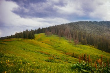 Yaz manzara, Ukrayna