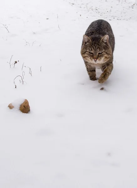 Szürke macska a szabadban — Stock Fotó