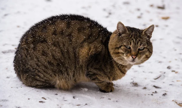 Graue Katze im Freien — Stockfoto