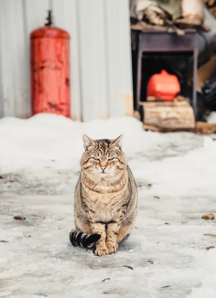 Graue Katze im Freien — Stockfoto